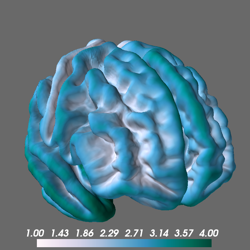 ../_images/sphx_glr_plot_morphometry_thumb.png